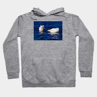 Swans Do Morning Yoga Hoodie